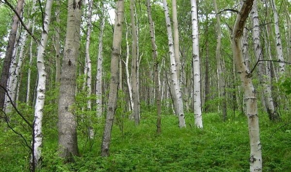 Осиново-березовый лес вдоль ручьев