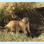 The marmot
